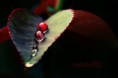 /album/fotos-de-amor/a361832652-d64fac4872-m-jpg1/